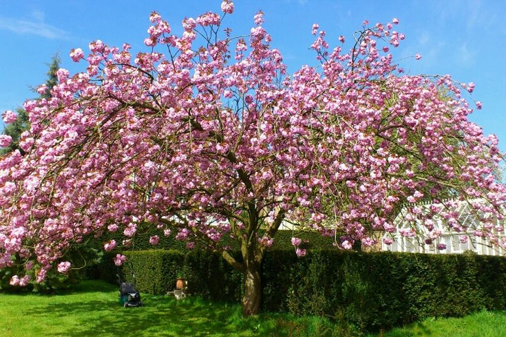 Tree and hedge cutting